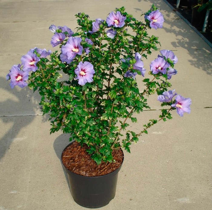 Gartenhibiskus Hibiscus syriacus richtig pflegen und gießen