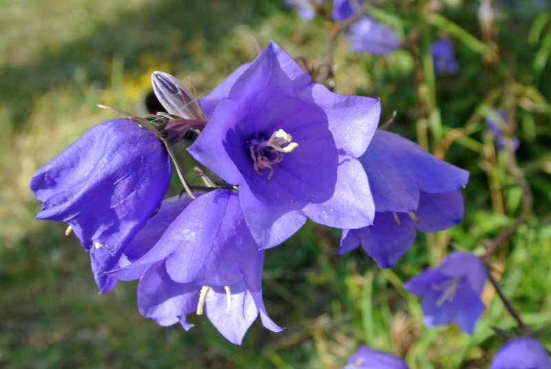 Gew Hnliche Rundbl Ttrige Glockenblume Campanula Rotundifolia Richtig