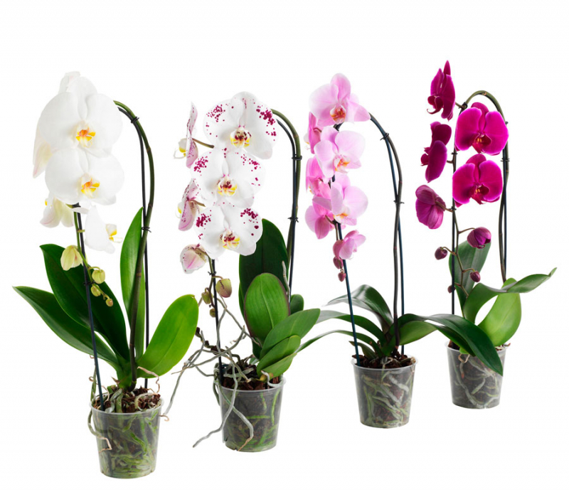 Orchidee Phalaenopsis Richtig Pflegen Und Gie En