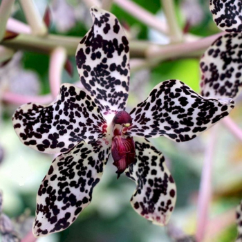 Orchidee Odontoglossum Richtig Pflegen Und Gie En