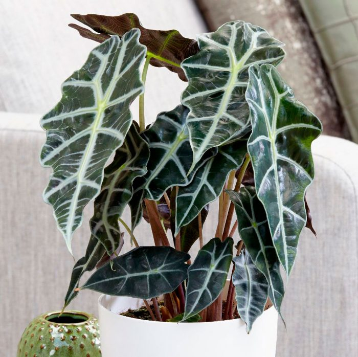 Alocasia richtig pflegen und gießen.