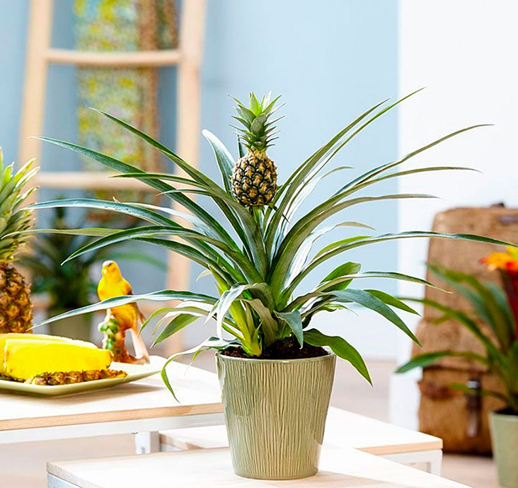 Zierananas (ZimmerAnanas) richtig pflegen und gießen.