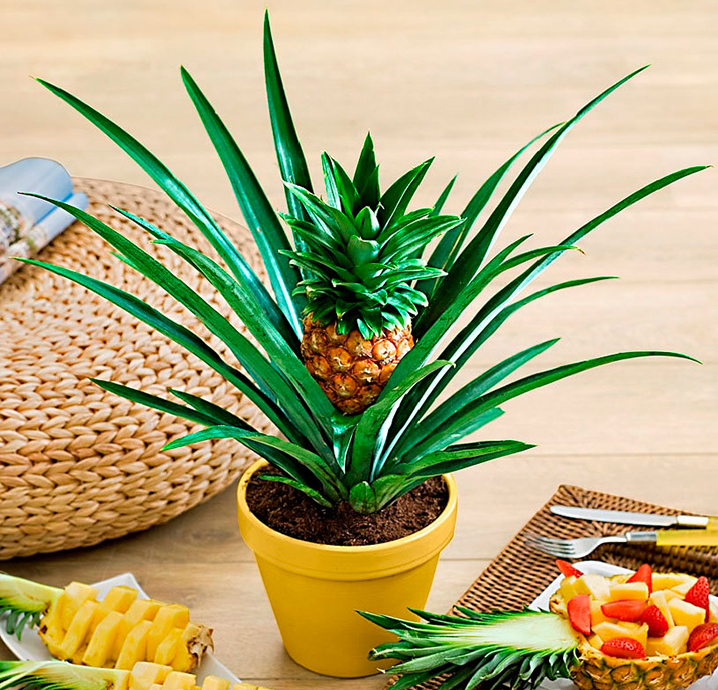 Zierananas (ZimmerAnanas) richtig pflegen und gießen.
