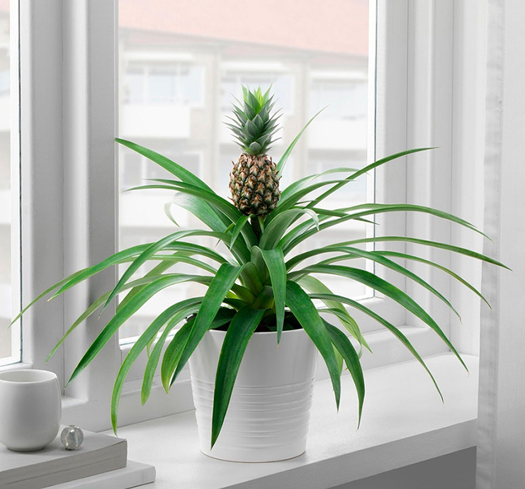 Zierananas (ZimmerAnanas) richtig pflegen und gießen.