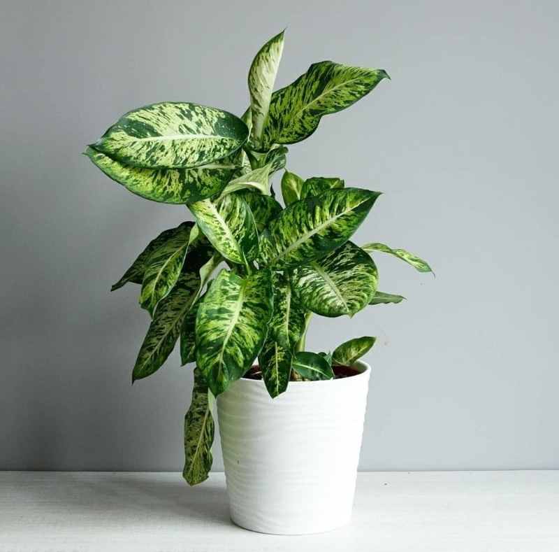 Dieffenbachia richtig pflegen und gießen.