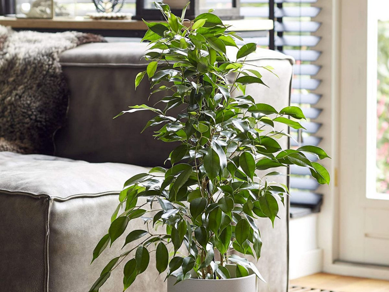 Ficus Benjamina richtig pflegen und gießen.