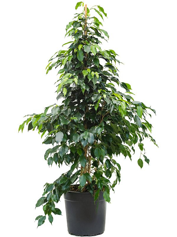Ficus Benjamina richtig pflegen und gießen.