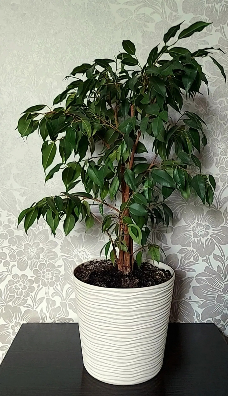Ficus Benjamina richtig pflegen und gießen.