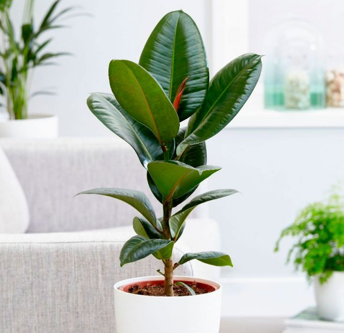 Ficus elastica (Gummibaum) richtig pflegen und gießen.