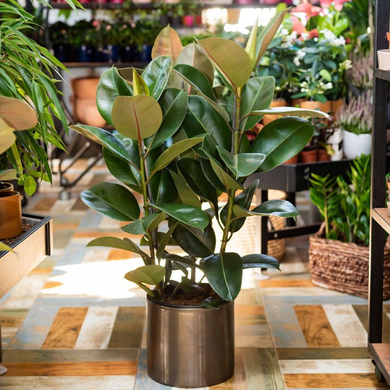 Ficus elastica (Gummibaum) richtig pflegen und gießen.