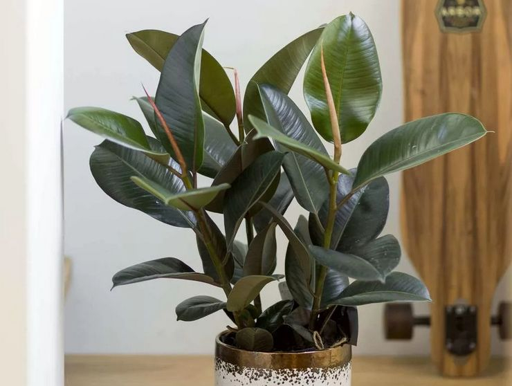 Ficus elastica (Gummibaum) richtig pflegen und gießen.