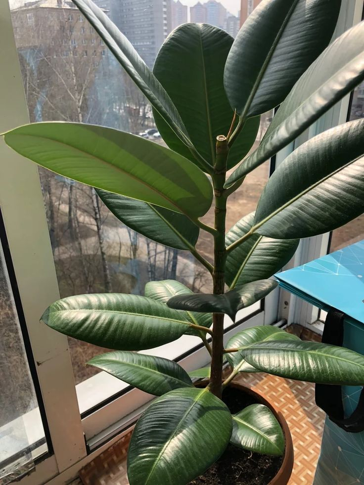 Ficus elastica (Gummibaum) richtig pflegen und gießen.