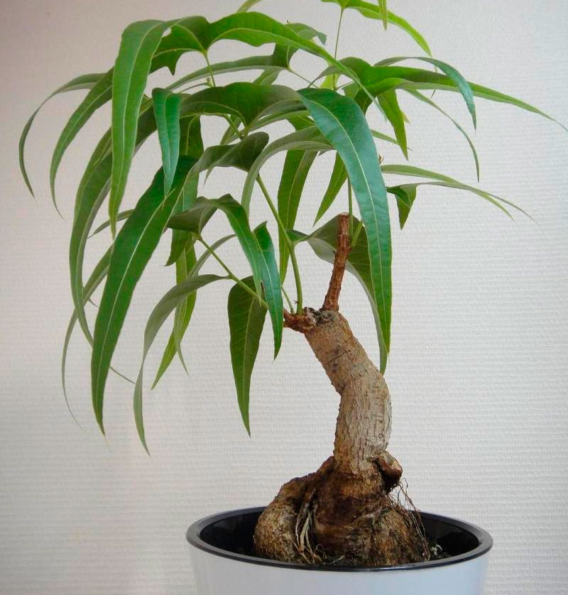 Flaschenbaum (Brachychiton) richtig pflegen und gießen.