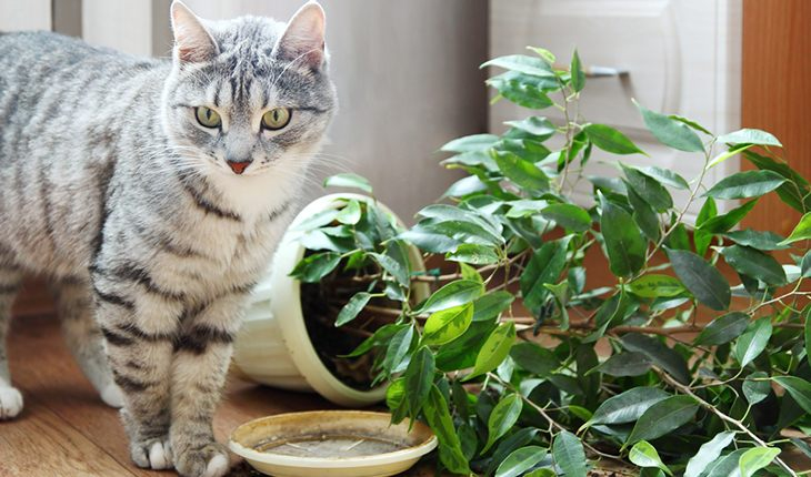 Katzenspiele: Warum Katzen gerne Blumentöpfe auskippen