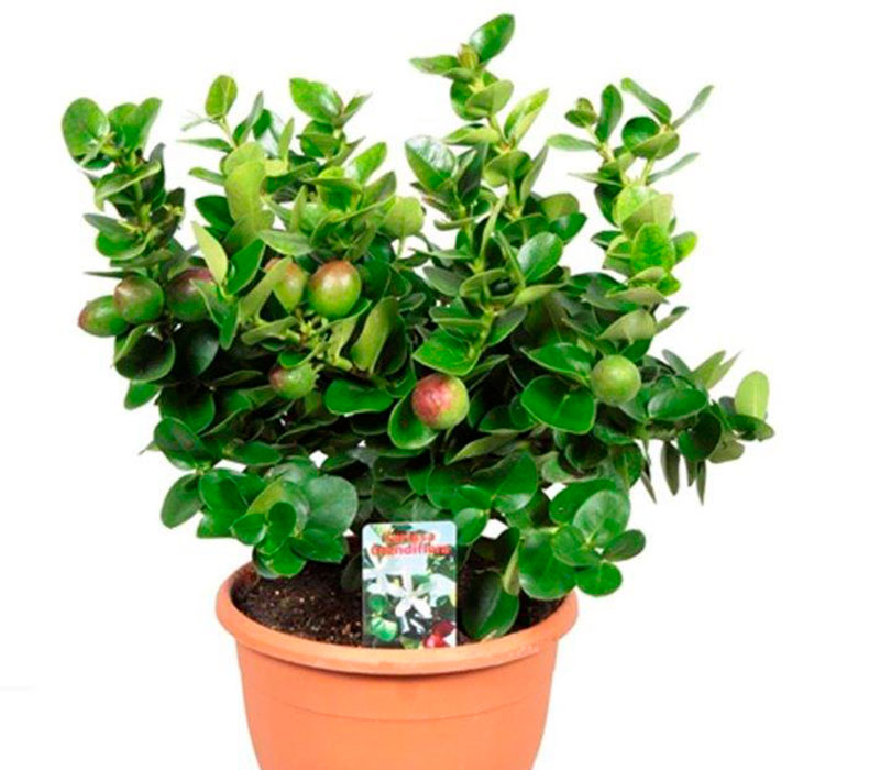 Semi Di PRUGNA DEL NATAL (Carissa Macrocarpa) | 3,00 - Foto 5