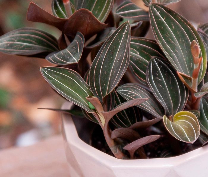 Orchidee Ludisia discolor richtig pflegen und gießen.