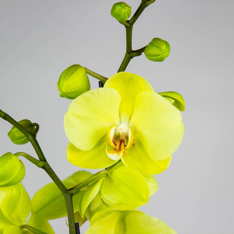Orchidee Phalaenopsis richtig pflegen und gießen.