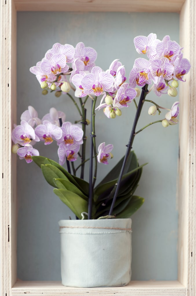 Phalaenopsis nach dem Kauf