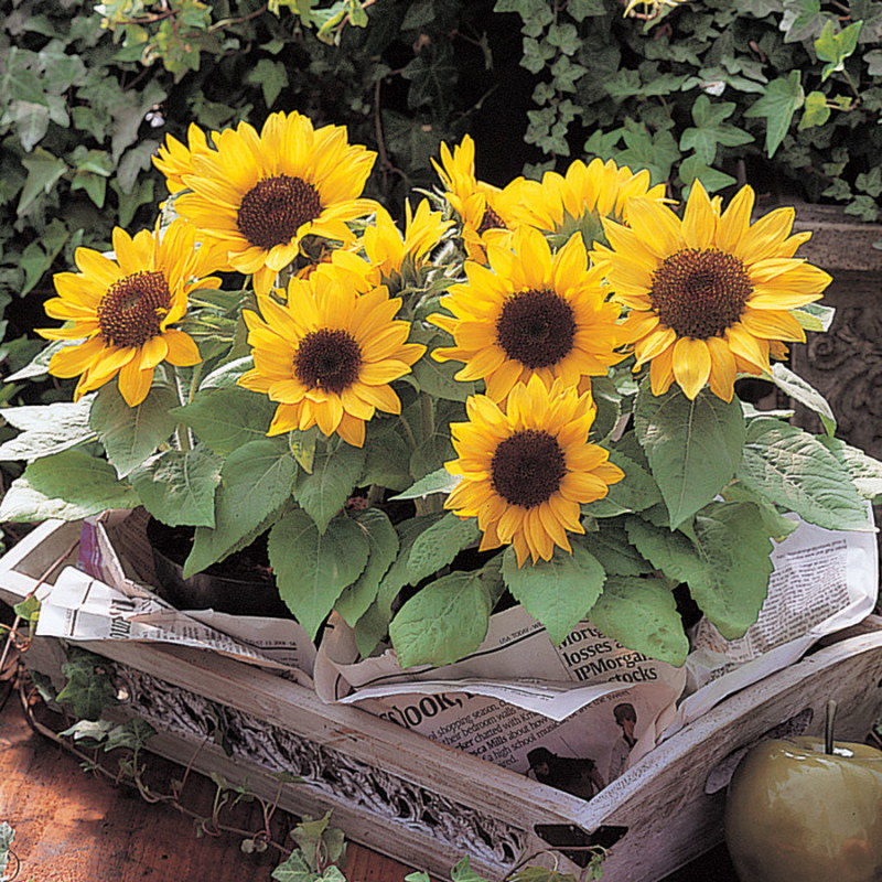 Sonnenblume richtig pflegen und gießen.