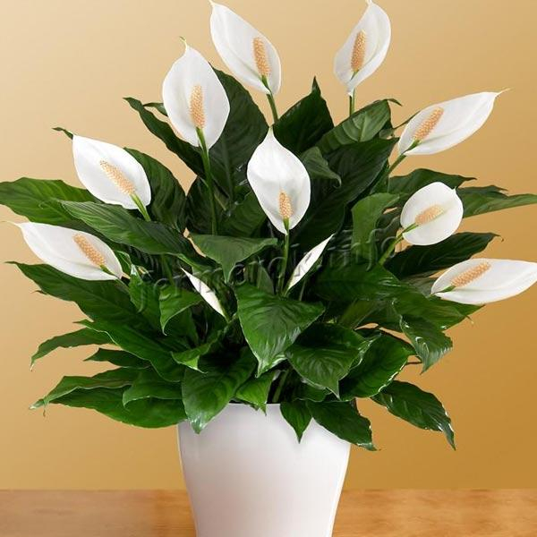 Spathiphyllum (Einblatt) richtig pflegen und gießen.