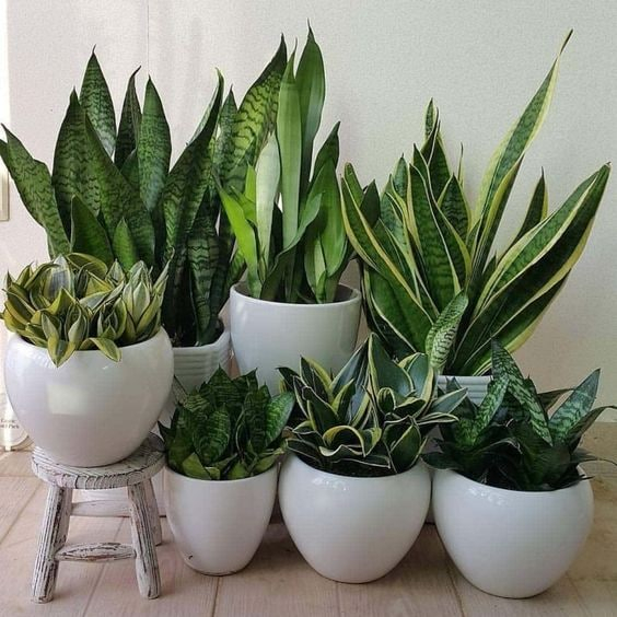 Was mag die Sansevieria nicht? 