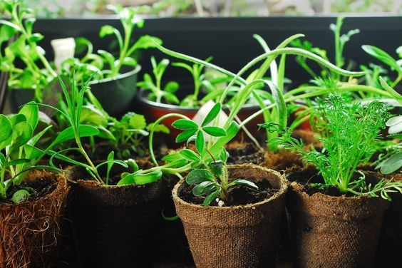 Welche Blumen können im Dezember in die Triebe gepflanzt werden?