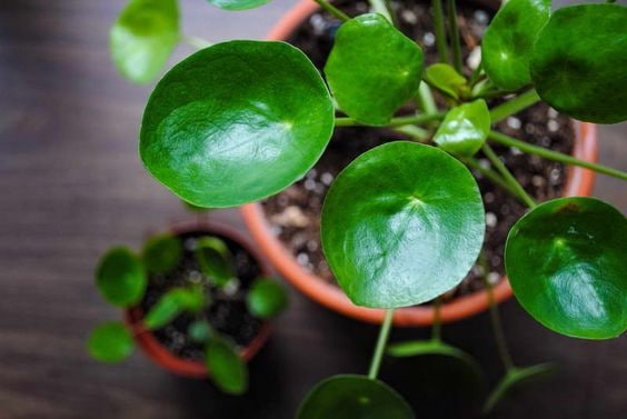 Die Wurzelbildung der Pilea Peperomioides