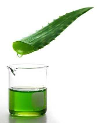 Aloe Vera-Saft ist ein Biostimulans für das Wachstum