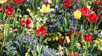 Blumenkulturen - welche Blumen sät man im Februar?