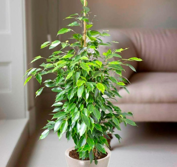 Ficus Benjamina richtig pflegen und gießen.