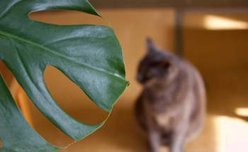 Mit welchen Pflanzen kommen Katzen nur schwer zurecht? 