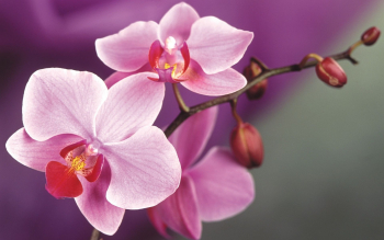 Pflege von Orchideen - 7 Schritte für den Anfänger