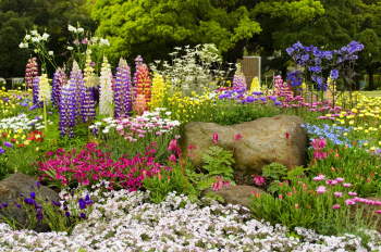 Die pflegeleichten Gartenpflanzen und Blumen für Ihren Balkon oder Terrasse