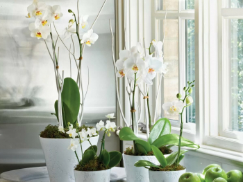 Was bei der Pflege von Orchideen in der kältesten Zeit des Jahres zu beachten ist