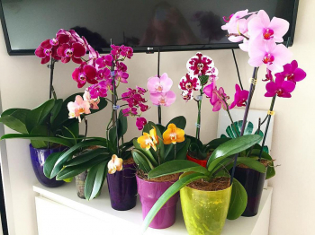 Was macht man mit einer Orchidee in der Urlaubszeit?